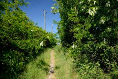 embranchement-10