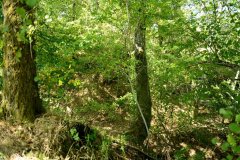 embranchement-41