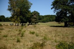 embranchement-5