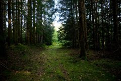 embranchement-65