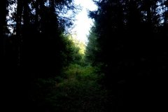 embranchement-67