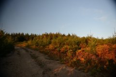 chemin forestier