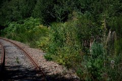 voie ferrée à travers une forêt de conifères
