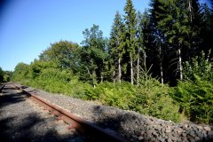 voie ferrée à travers une forêt de conifères