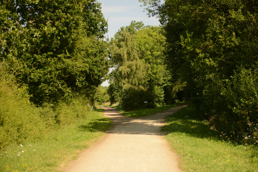 chemins et végétation